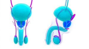 전립선 해부학적 구조 3D 일러스트